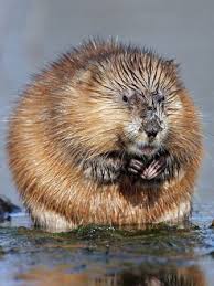 Muskrats aren't boring