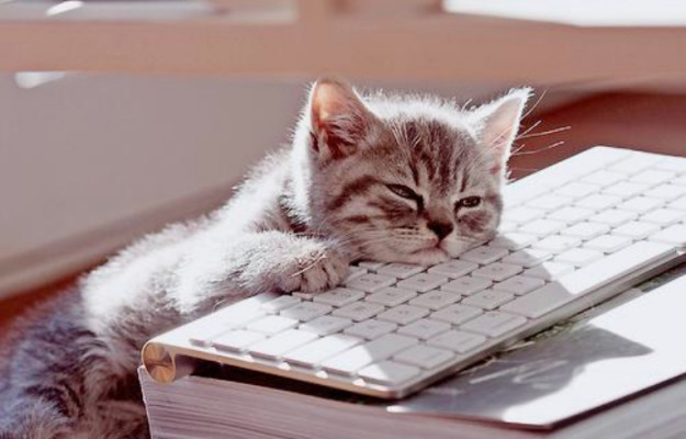 Bored Cat