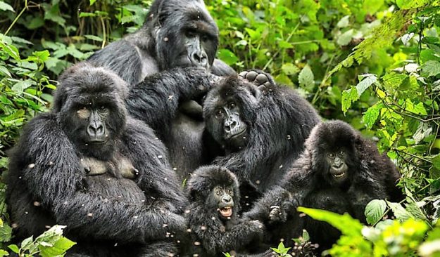 A-troop-of-gorillas
